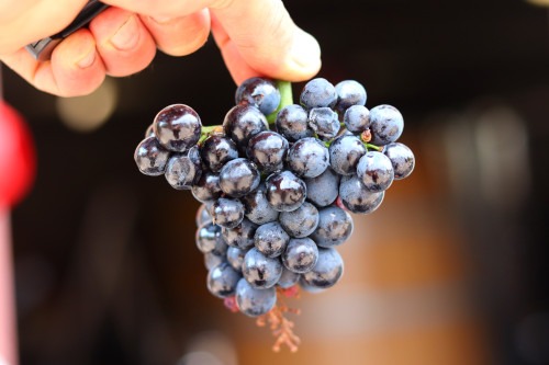 16/04 Grawü: l’essenza del Pinot Nero delle Dolomiti (e non solo…)