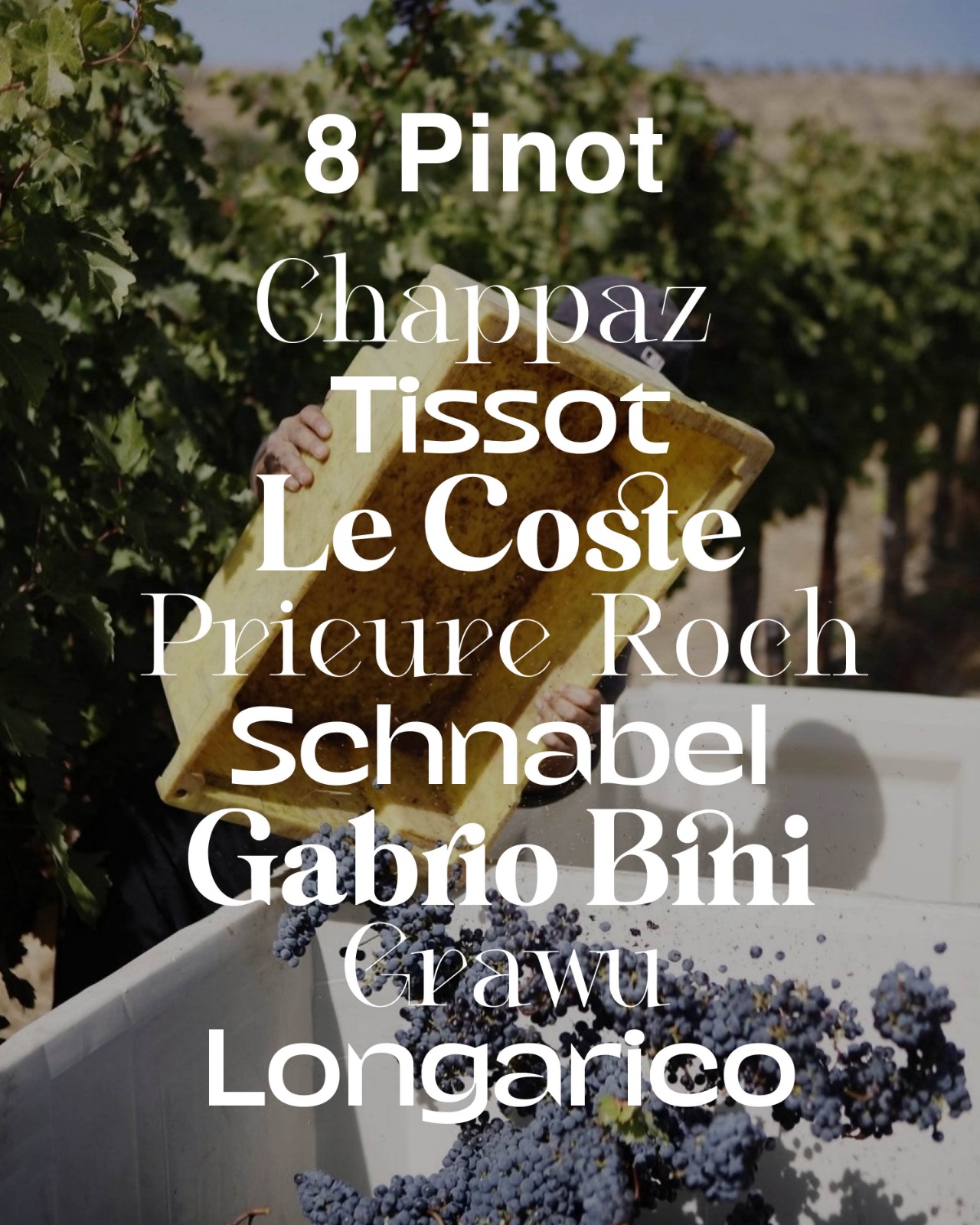 APRITUTTO PINOT 2