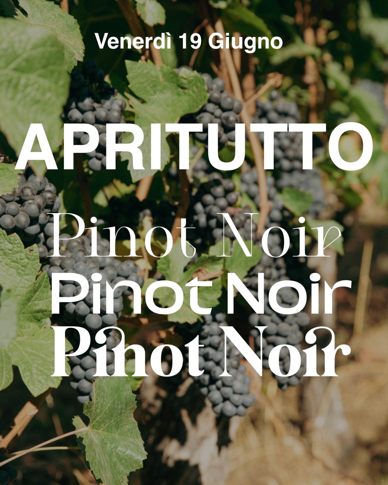APRITUTTO PINOT1